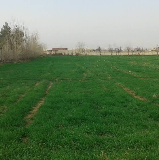 أرض زراعية في الغوطة